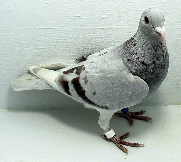 Band: 6927 IPB B 2025